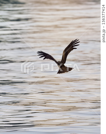 港の海面を低空飛行する鳶 136377414