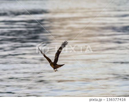 港の海面を低空飛行する鳶 136377416