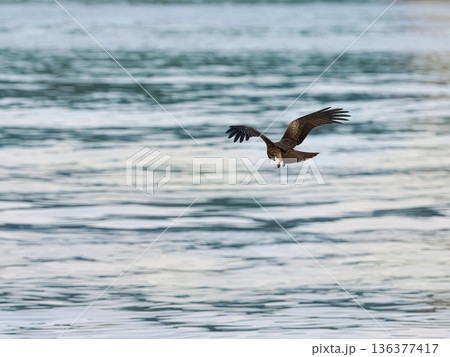 港の海面を低空飛行するトビ 136377417