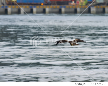 台湾・基隆港の海上を低空飛行するトビ 台湾・基隆港の海上を低空飛行するトビ 136377420