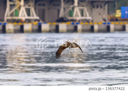 台湾・基隆港の海上を低空飛行する鳶 136377422