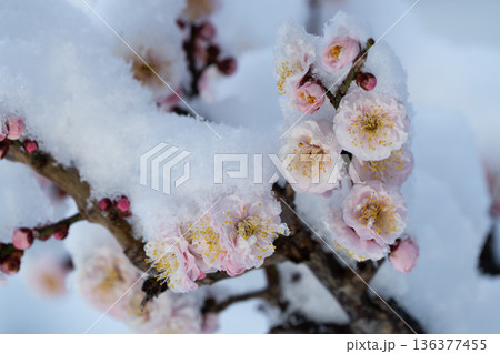 雪が積もった早朝の白梅の花 雪が積もった早朝の白梅の花 136377455