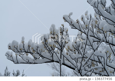 雪が積もった早朝の白梅の花 136377456