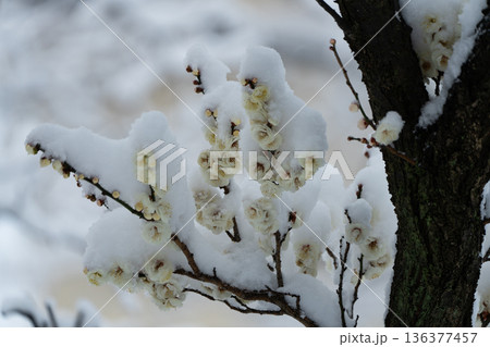 雪が積もった早朝の白梅の花 雪が積もった早朝の白梅の花 136377457