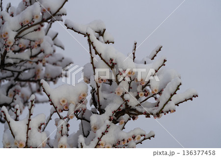 雪が積もった早朝の白梅の花 136377458
