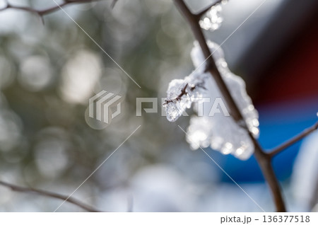 枝に積もった雪 雪の日 枝に積もった雪 雪の日 136377518