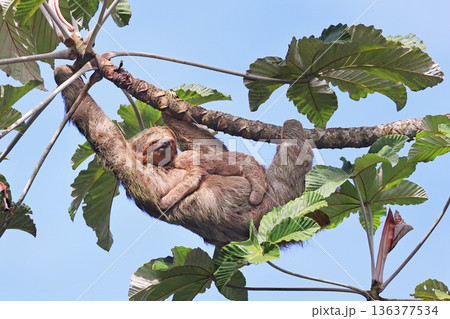 Mother Sloth with her baby on the tree in the forest, Costa Rica Mother Sloth with her baby on the tree in the forest, Costa Rica 136377534