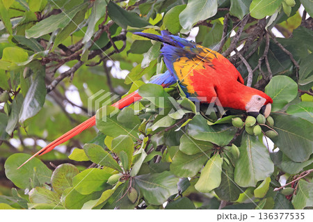 Scarlet macaw in the tree forest in Costa Rica, Punta Arenas area Scarlet macaw in the tree forest in Costa Rica, Punta Arenas area 136377535
