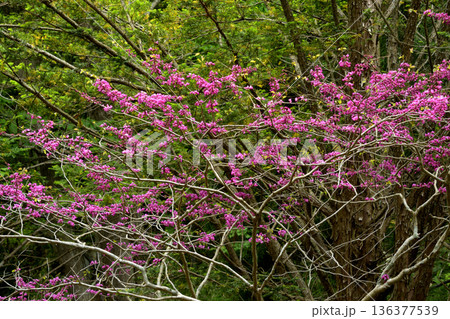 新緑の森に咲くピンクの花 136377539