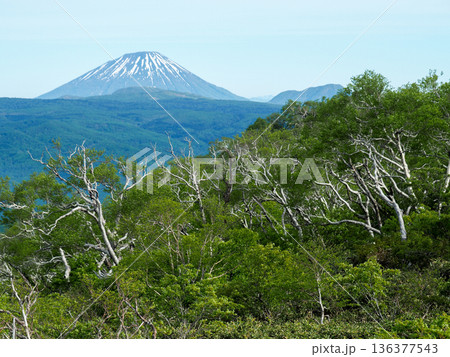 ダケカンバと残雪の羊蹄山 ダケカンバと残雪の羊蹄山 136377543