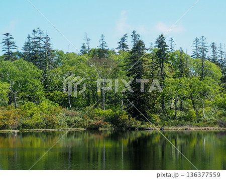新緑の樹々と針葉樹 新緑の樹々と針葉樹 136377559