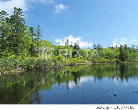 広がる神仙沼と新緑の樹々 広がる神仙沼と新緑の樹々 136377560