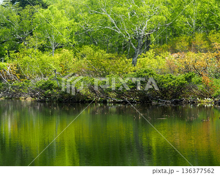 新緑の高層湿原 新緑の高層湿原 136377562