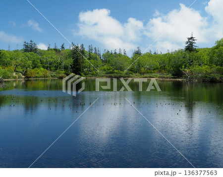 水面の水草と雲 136377563