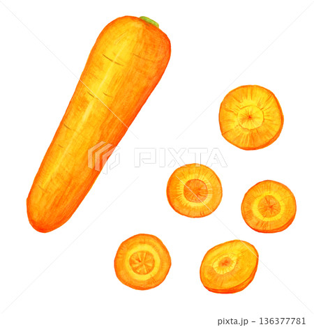 手描き水彩のにんじんセット｜丸ごと1本と輪切りの野菜イラスト素材 136377781