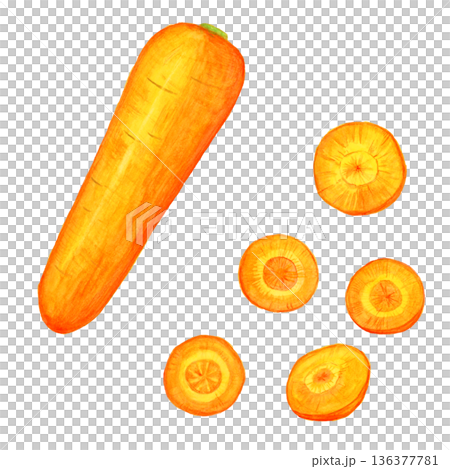 手描き水彩のにんじんセット｜丸ごと1本と輪切りの野菜イラスト素材 136377781