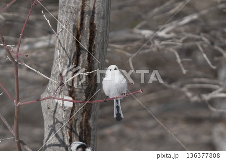 枝にとまるシマエナガ 136377808