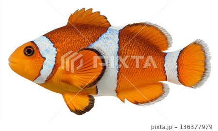 Clownfish tropical fish orange white stripe marine animal isolated underwater detail vibrant color 136377979