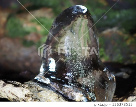 洞窟内の、苔を背景にした氷筍(20260204103658) 洞窟内の、苔を背景にした氷筍(20260204103658) 136378513