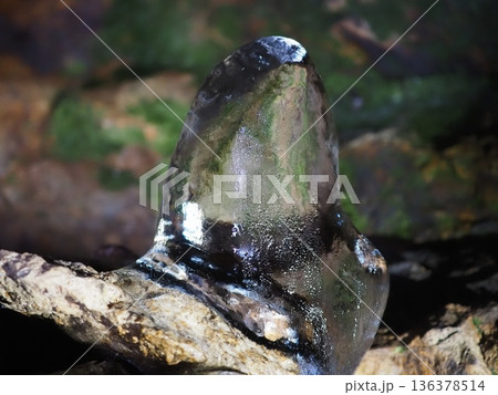 洞窟内の、苔を背景にした氷筍（20260204103719） 136378514