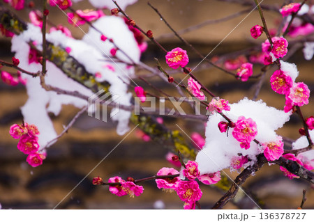 雪の中の紅梅の花 雪の中の紅梅の花 136378727