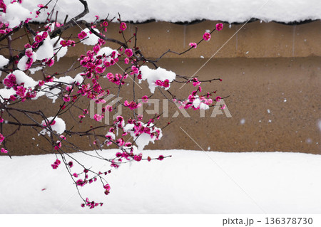 雪の中の紅梅の花 雪の中の紅梅の花 136378730