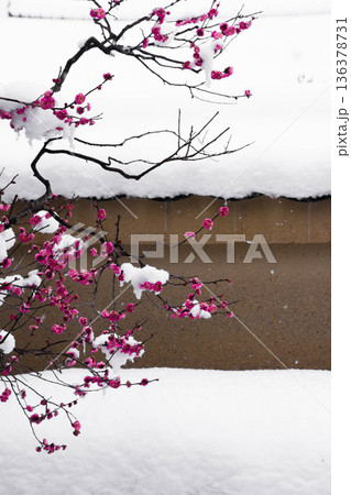 雪の中の紅梅の花 雪の中の紅梅の花 136378731