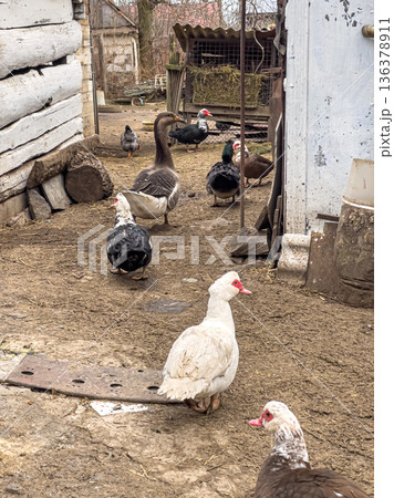 Ducks, geese, farm birds, farming concept, pets. Ducks, geese, farm birds, farming concept, pets. 136378911