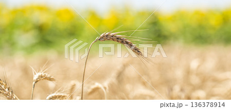 ear of wheat close-up on the field ear of wheat close-up on the field 136378914