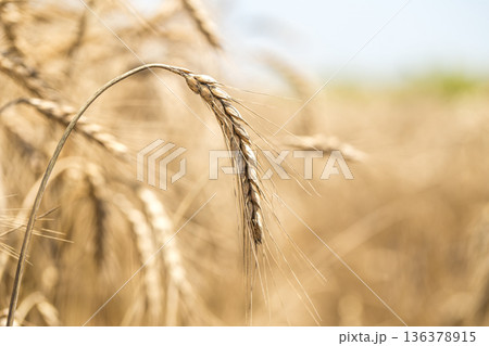ear of wheat close-up on the field ear of wheat close-up on the field 136378915
