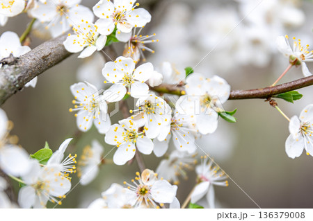 Flowering branches in spring, apple tree branches bloomed. 136379008