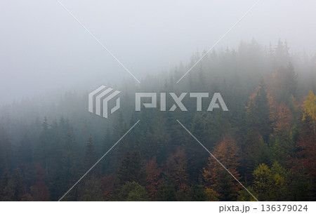 Foggy autumn mountain landscape with spruce forest. 136379024