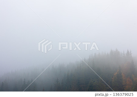 Foggy autumn mountain landscape with spruce forest. 136379025