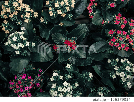 Bright background with lots of floral texture. 136379034