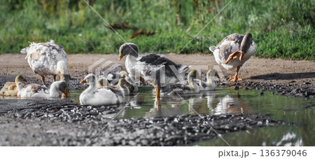 geese out of the water 136379046