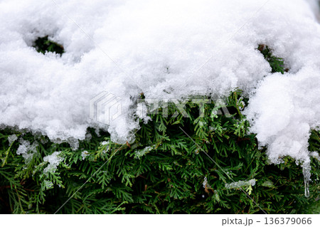 Green coniferous bush in snow, thuja hedge texture in winter. Green coniferous bush in snow, thuja hedge texture in winter. 136379066