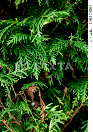 Green coniferous bush , thuja hedge texture close up. 136379068