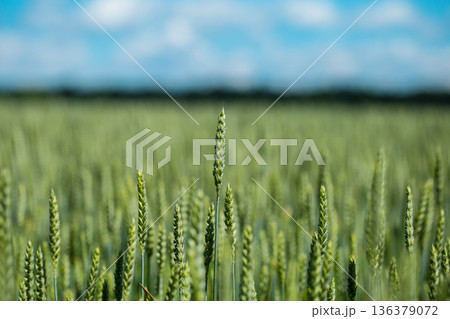 Green Wheat Head in Cultivated Agricultural Field, Early Stag 136379072