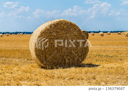 Hay bales on the field after harvest. Hay bales on the field after harvest. 136379087
