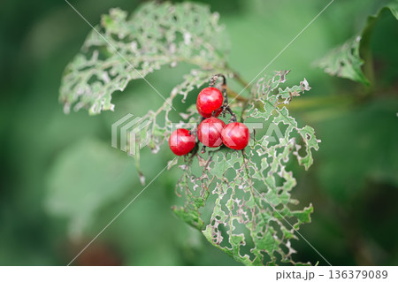 A holey leaf eaten by caterpillars, a leaf with a beautiful pattern. A holey leaf eaten by caterpillars, a leaf with a beautiful pattern. 136379089