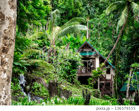 house in tropical forest in Thailand 136379155