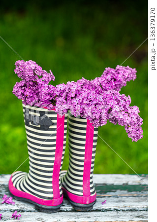 Lilac flowers in striped rubber boots on a background of grass close up. 136379170