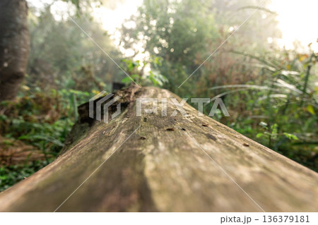 Beautiful textured log in the forest, close-up. 136379181