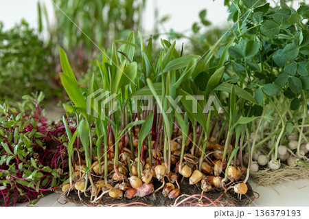 Microgreens with seeds and roots. Germination of microgreens. Microgreens with seeds and roots. Germination of microgreens. 136379193