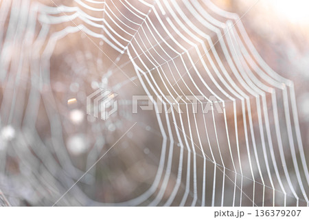 Close-up of a spider web on a blurred background. 136379207