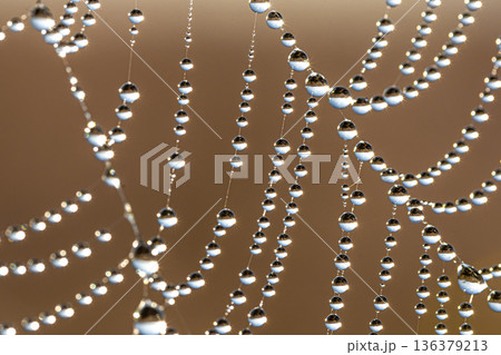 Close-up of dew drops on a spider web. Close-up of dew drops on a spider web. 136379213