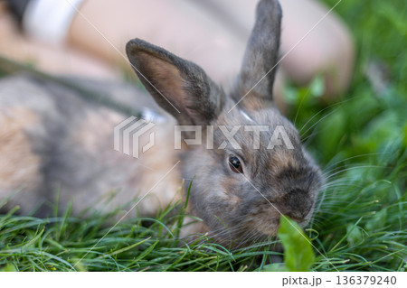 A red-haired domestic rabbit walks down the street. Pets concept. 136379240