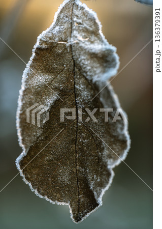 A dry leaf covered with frost in an early winter morning close up. 136379391