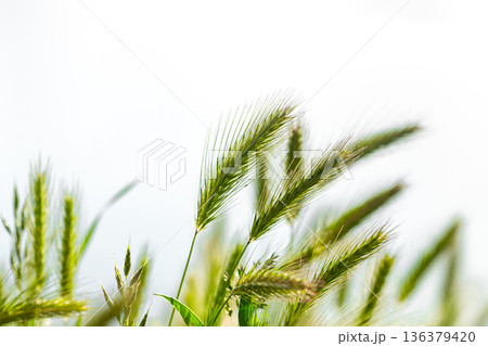 The background of the young beautiful green ears of wheat 136379420