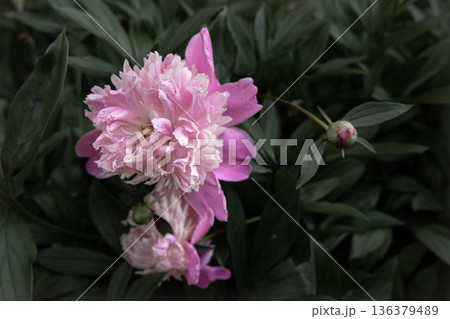Close up of pink peonies blooming on a bush. 136379489
